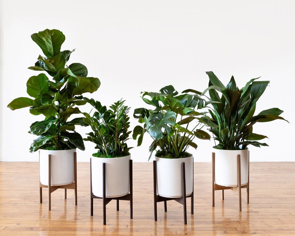 10 Unique Gifts For Employees Plant and More · La Résidence