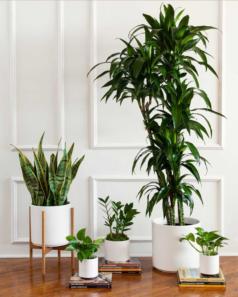 The Best Air-Purifying Plants for the Office — Plant Care Tips and More ·  La Résidence