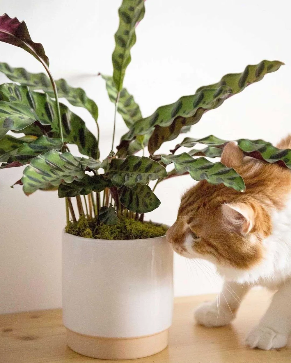 How To Keep Cats Out Of Plants — Plant Care Tips and More · La Résidence