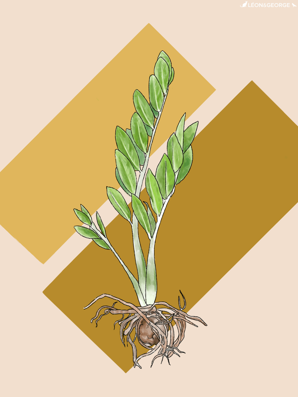 How To Care For And Grow Your Zanzibar Gem Plant Care Tips And More La Residence