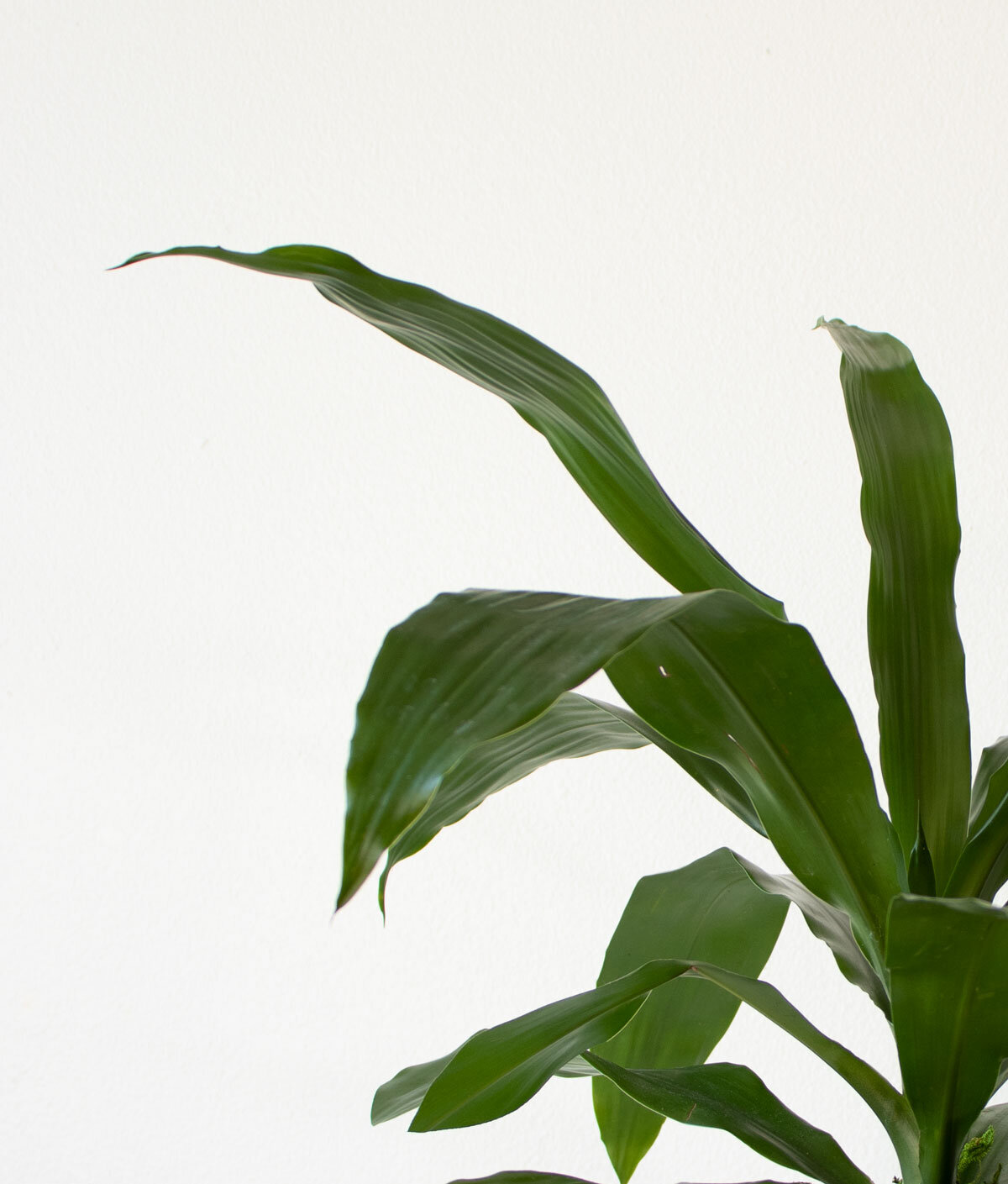 Why Are The Leaf Tips of My Lisa and Dry? — Plant Care Tips and · La Résidence