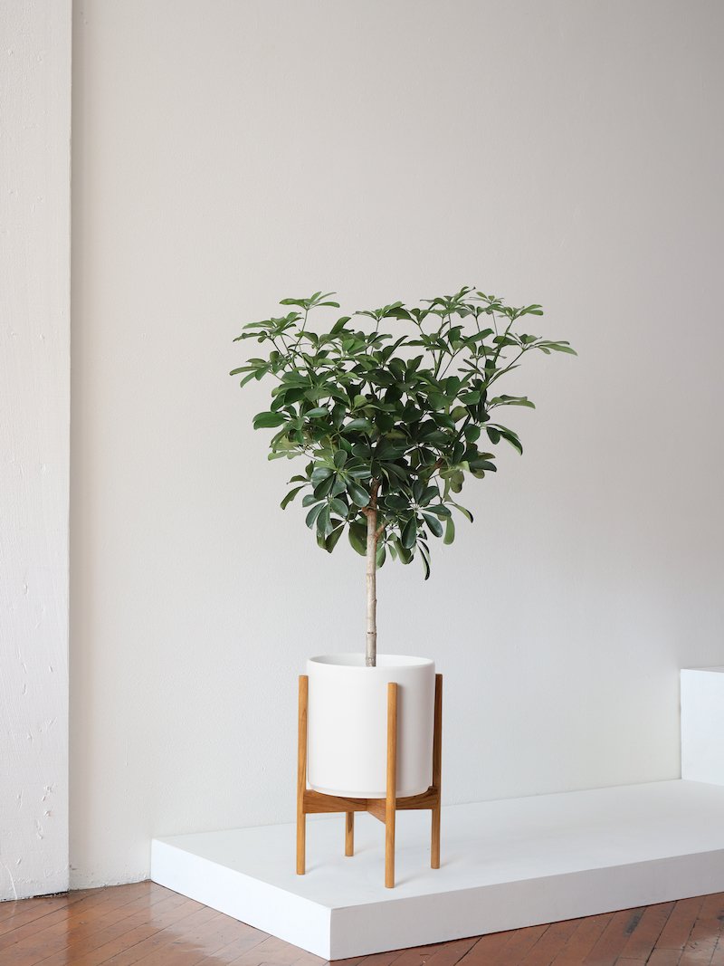 Schefflera Tree