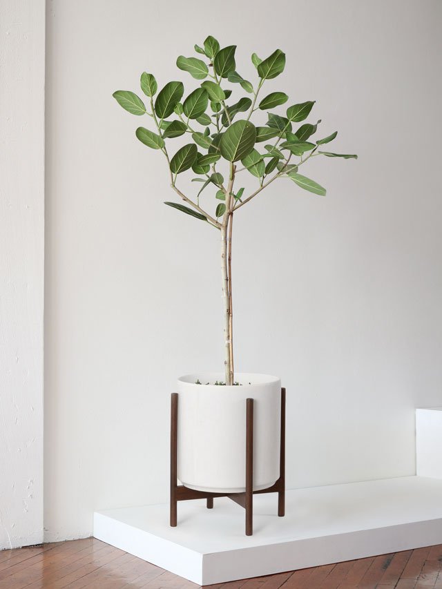 Ficus Audrey