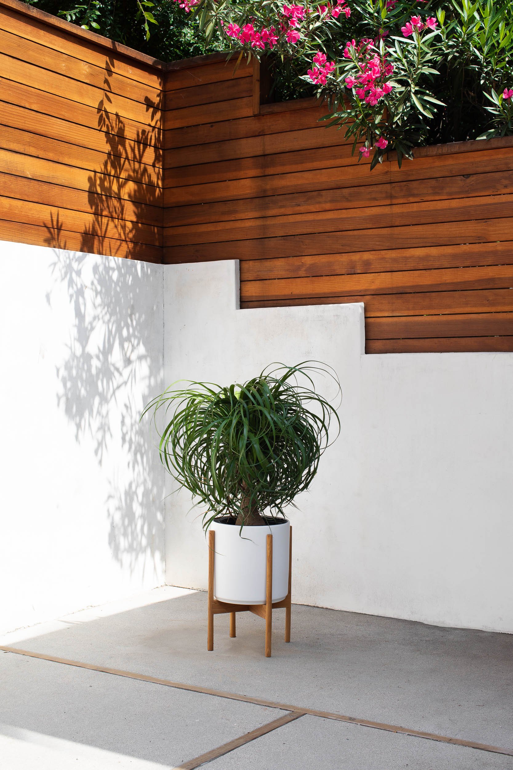 Ponytail Palm