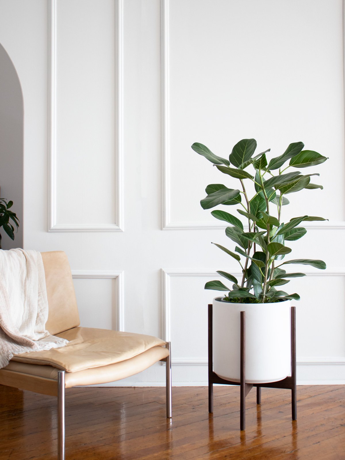 XL-Ficus-Audrey-Styled.jpg