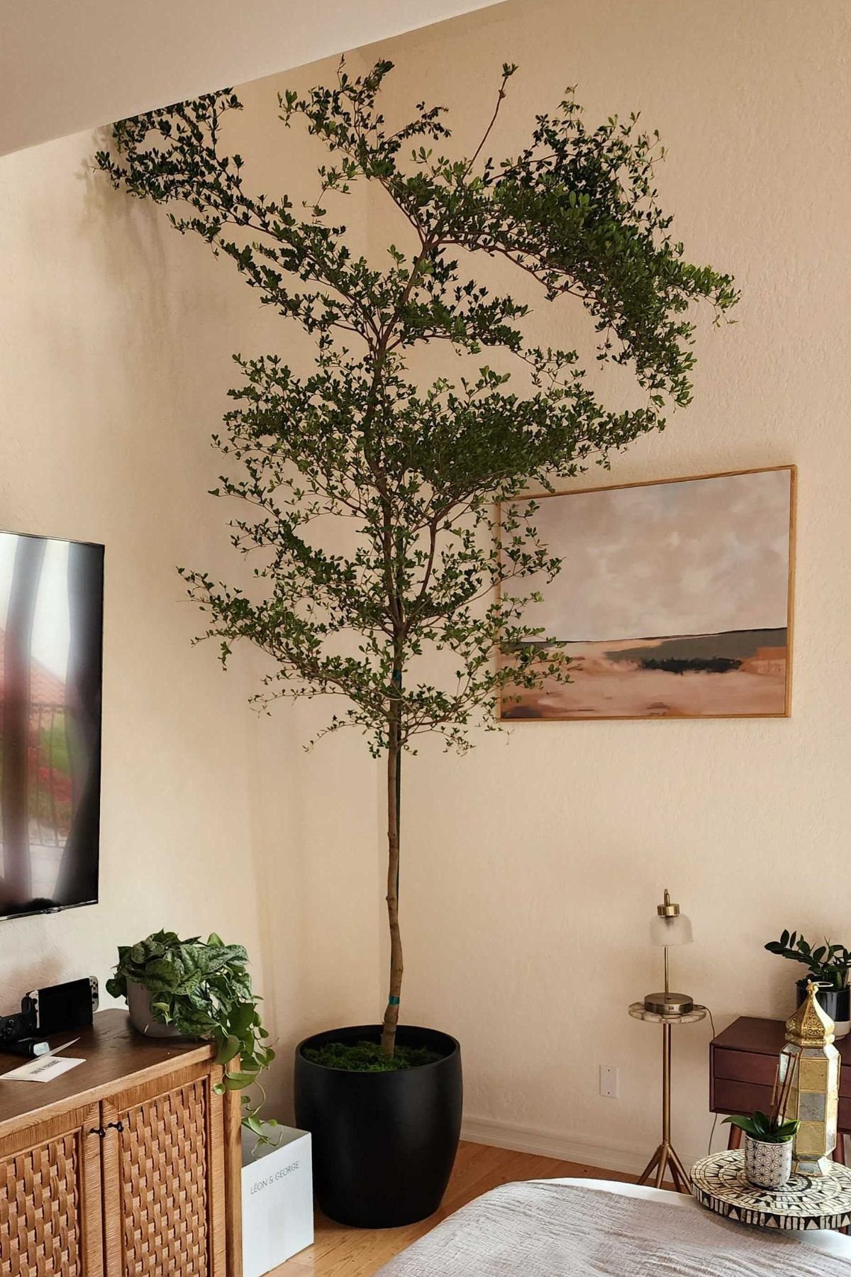 XXL Black Olive Tree