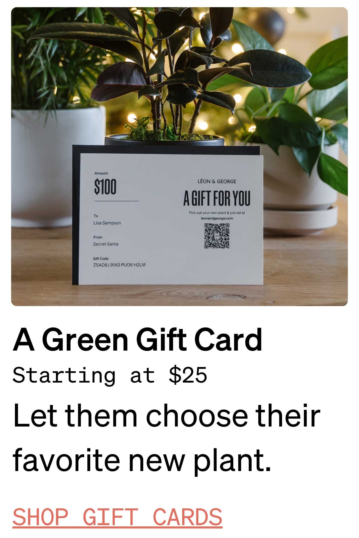Plant lover gift guide