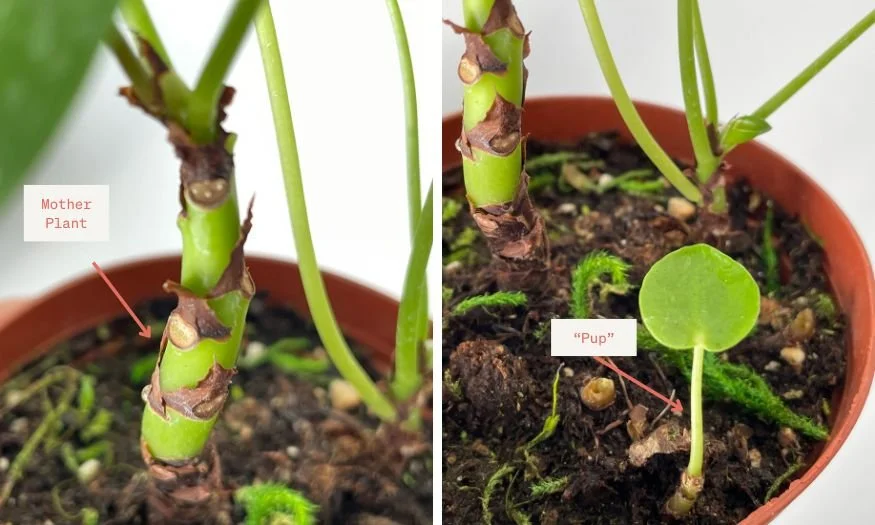 Chinese Money Plant Propagation Giau