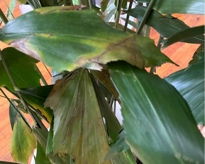 Why Are My Fishtail Palm's Leaves Turning Yellow and Brown? — Plant Care  Tips and More · La Résidence