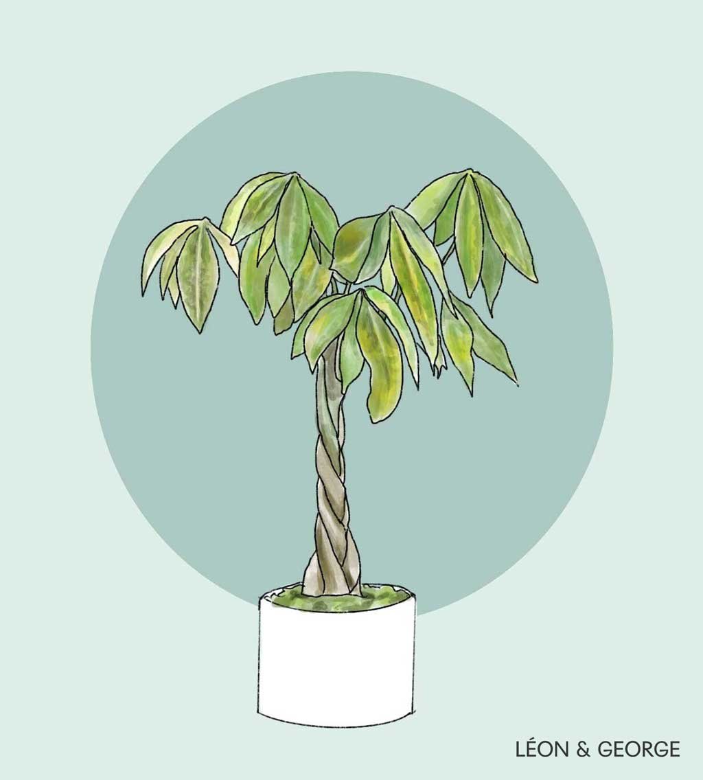 Why Are My Braided Money Tree's Leaves Turning Yellow? — Plant Care Tips  and More · La Résidence