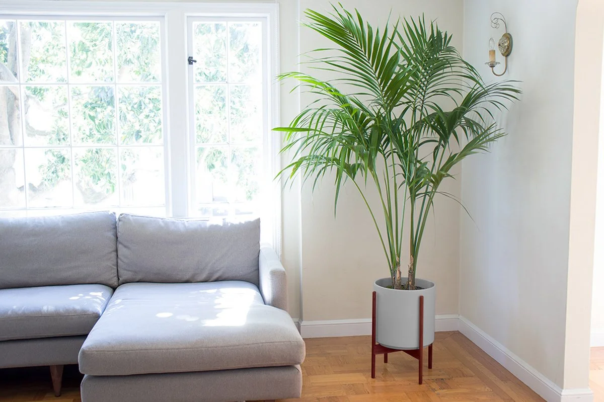 What To Know Before You Buy A Kentia Palm Plant Care Tips and
