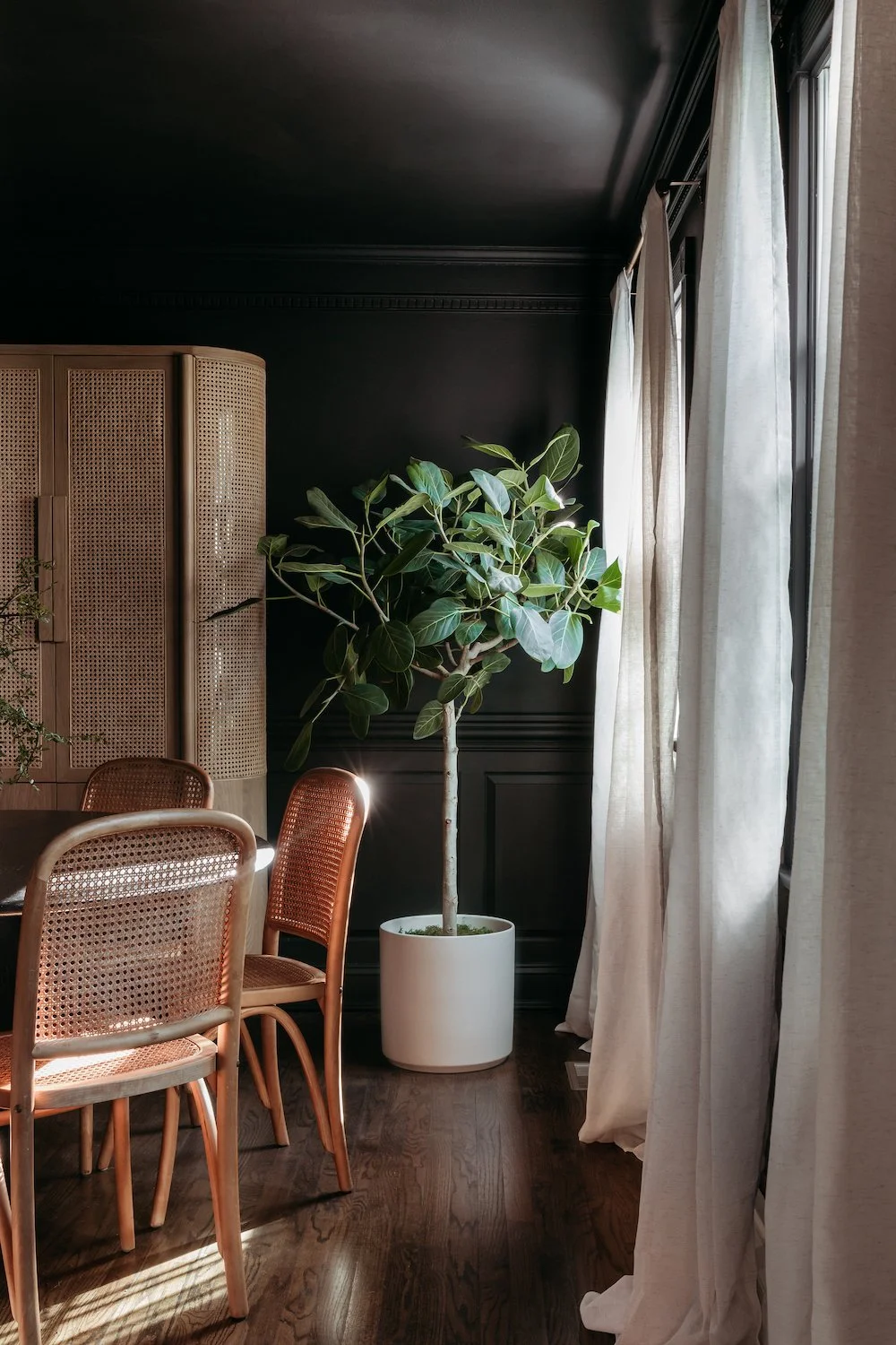 The Absolute Best Plants For A Dining Room — Plant Care Tips and More