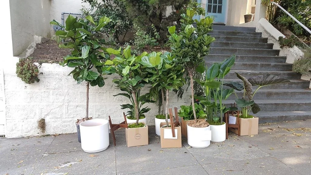 Moving with Plants 5 Simple Steps to Safely Transport Your Houseplants
