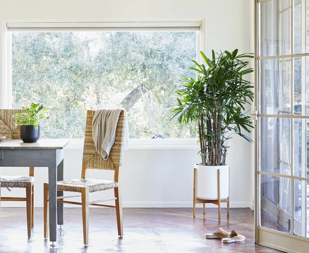 The Absolute Best Plants For A Dining Room — Plant Care Tips and More
