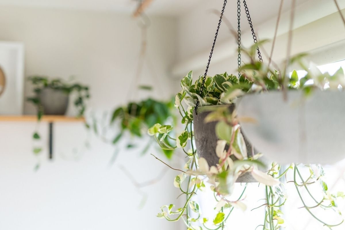 How to Care for Hanging Plants