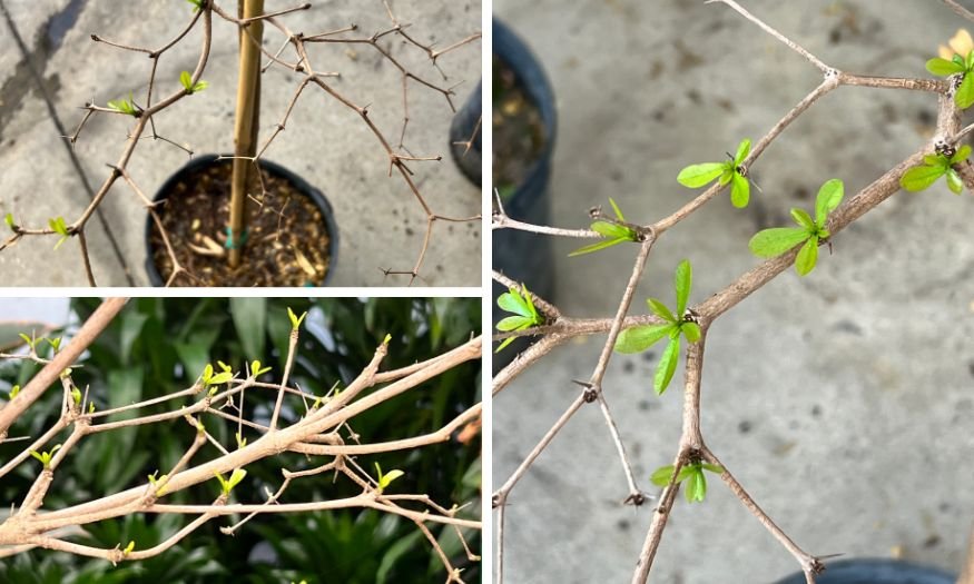 The First Six Months With Your Black Olive Tree: What To Expect — Plant ...