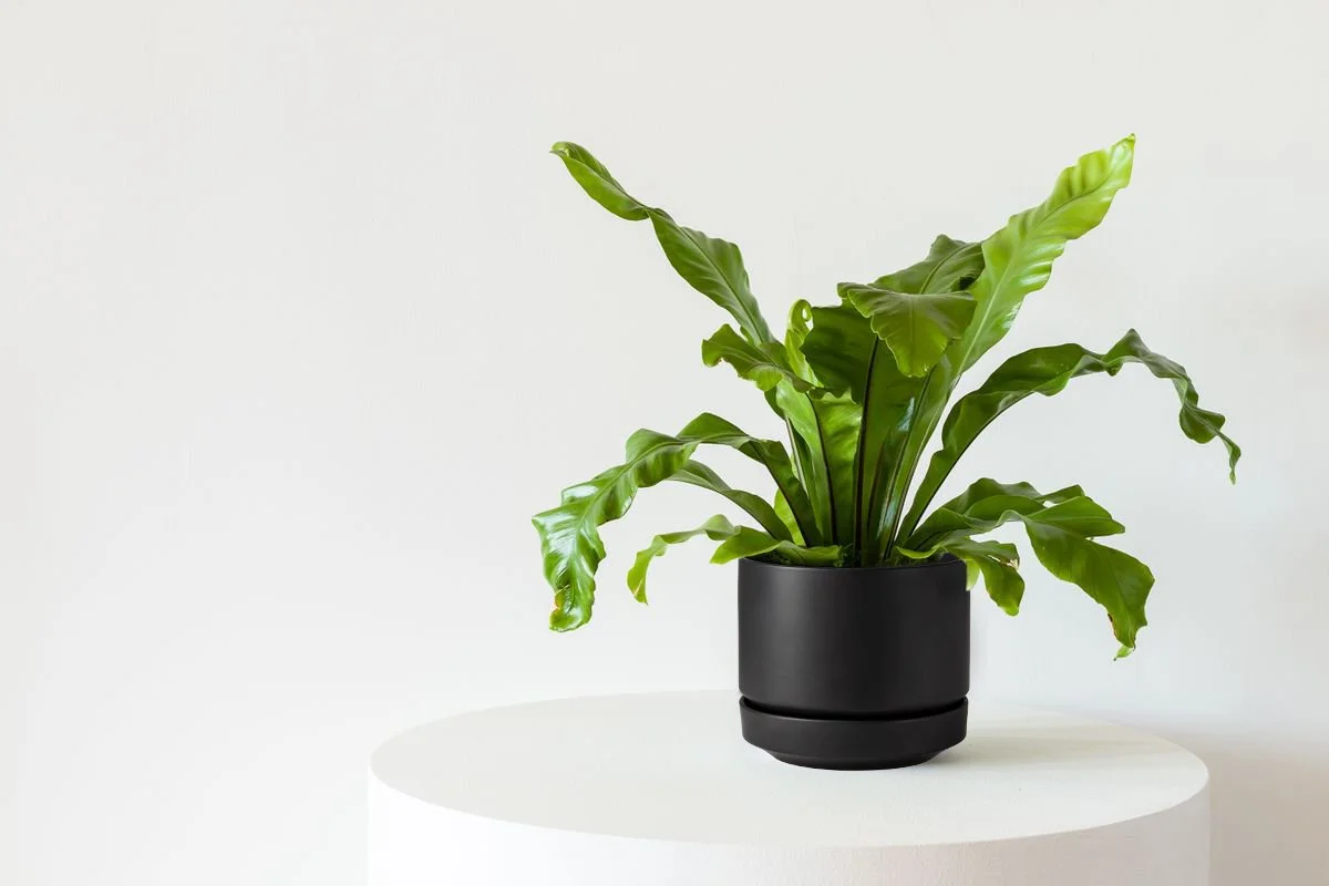 Help! Why Are My Bird's Nest Fern's Leaves Wilting? — Plant Care Tips