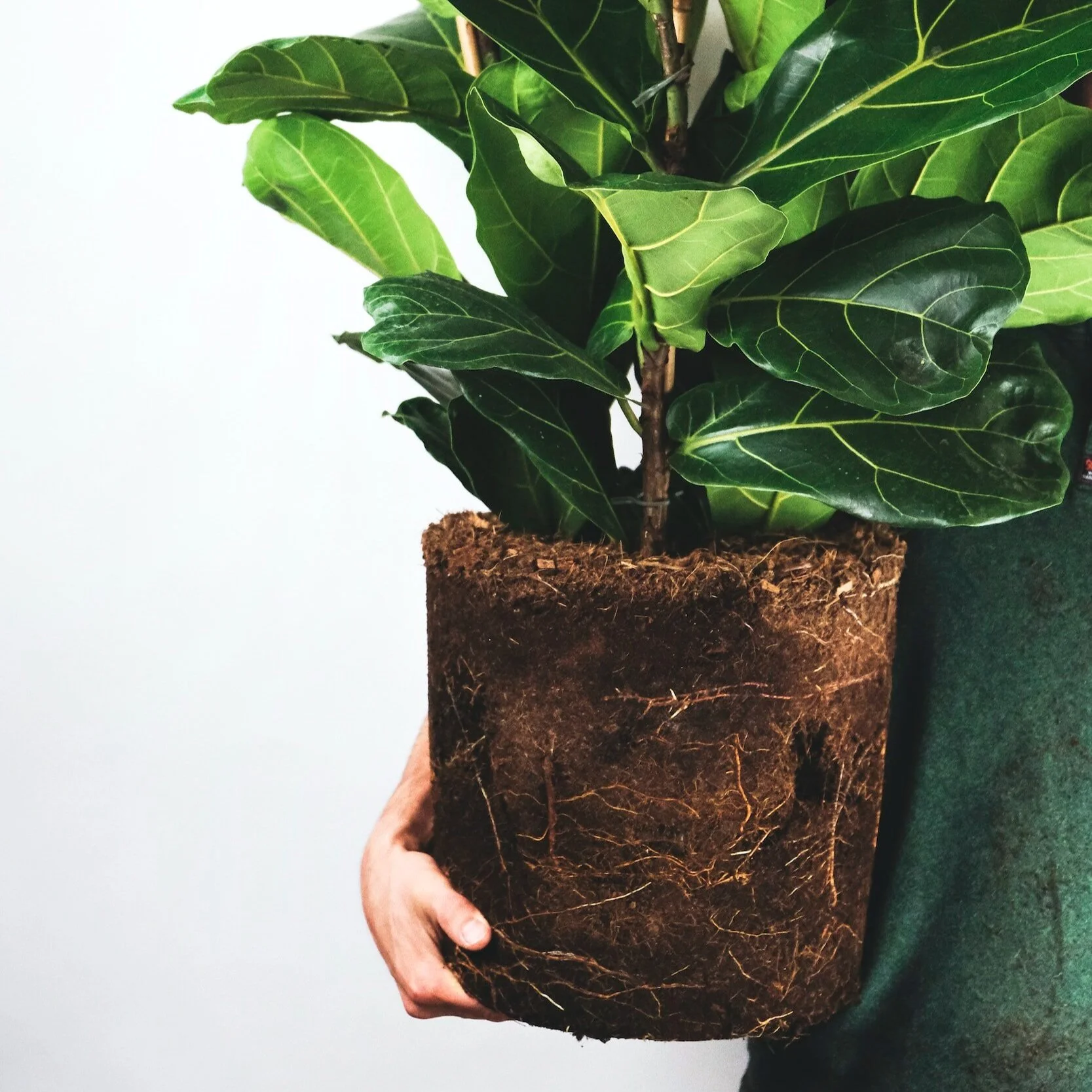 What You Need To Know Before You Repot Your Plant — Plant Care Tips and
