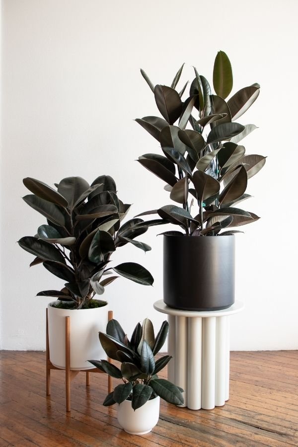 iets molen trechter What You Need To Know Before You Buy A Rubber Plant — Plant Care Tips and  More · La Résidence