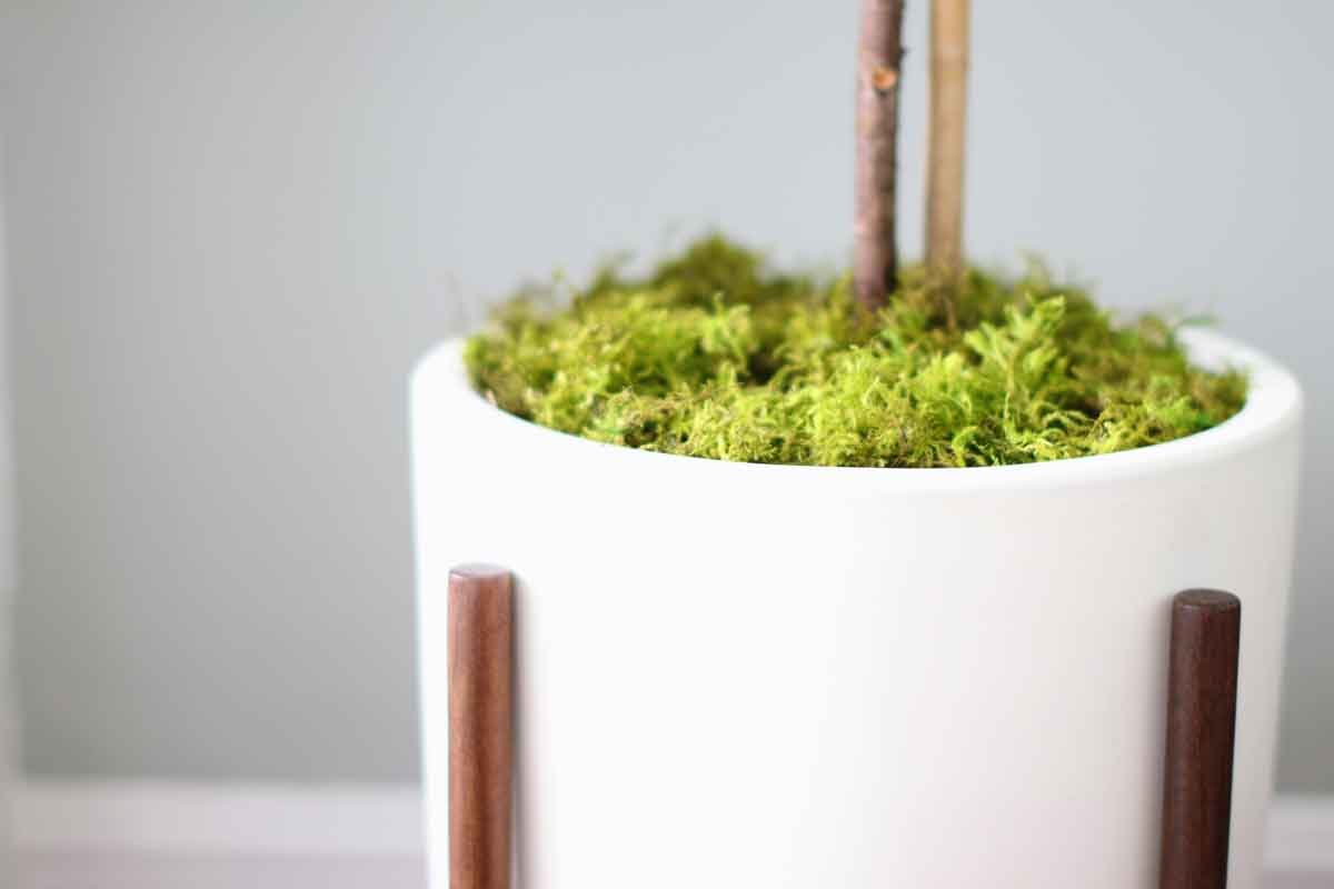Moss For Plants: What It Is & How To Maintain It — Plant Care Tips and More  · La Résidence