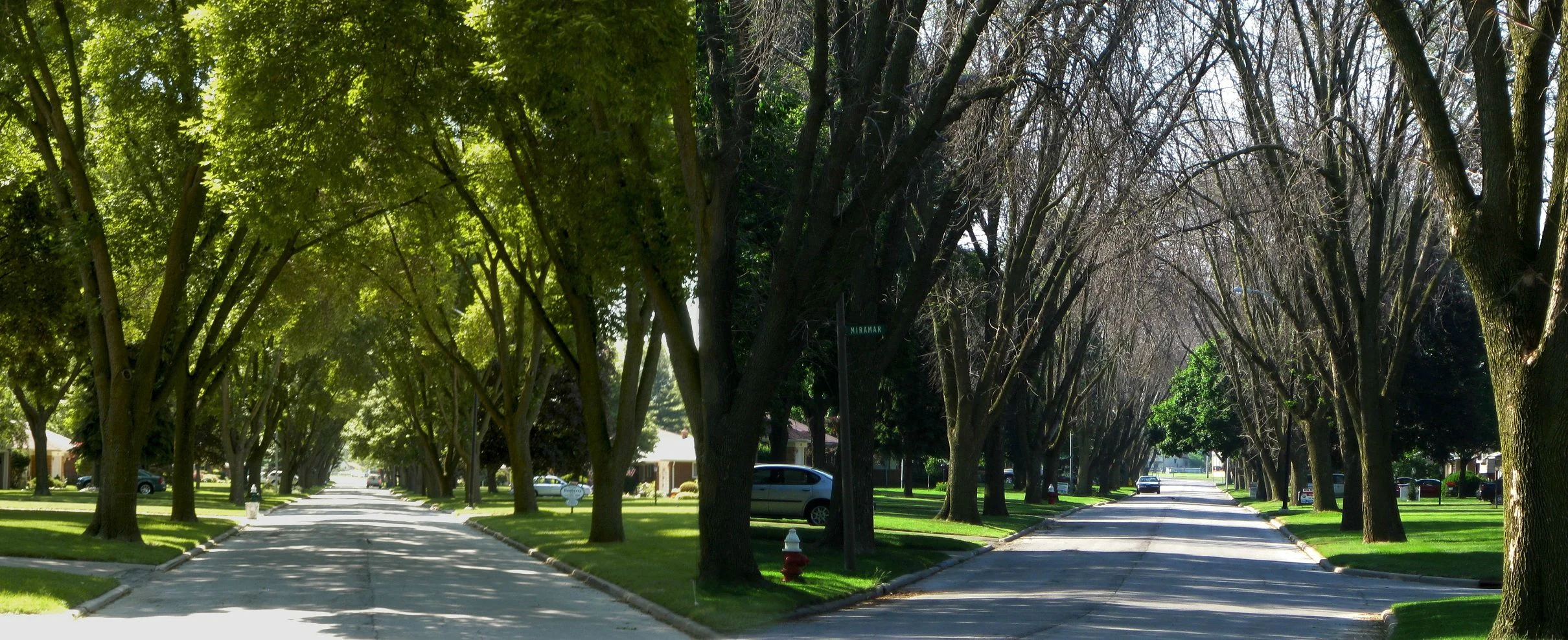 Ash tree decline before and after Emerald Ash Borer infestation, Toledo, OH 2006 - 2009 (Credit: Dan Herms, OSU)