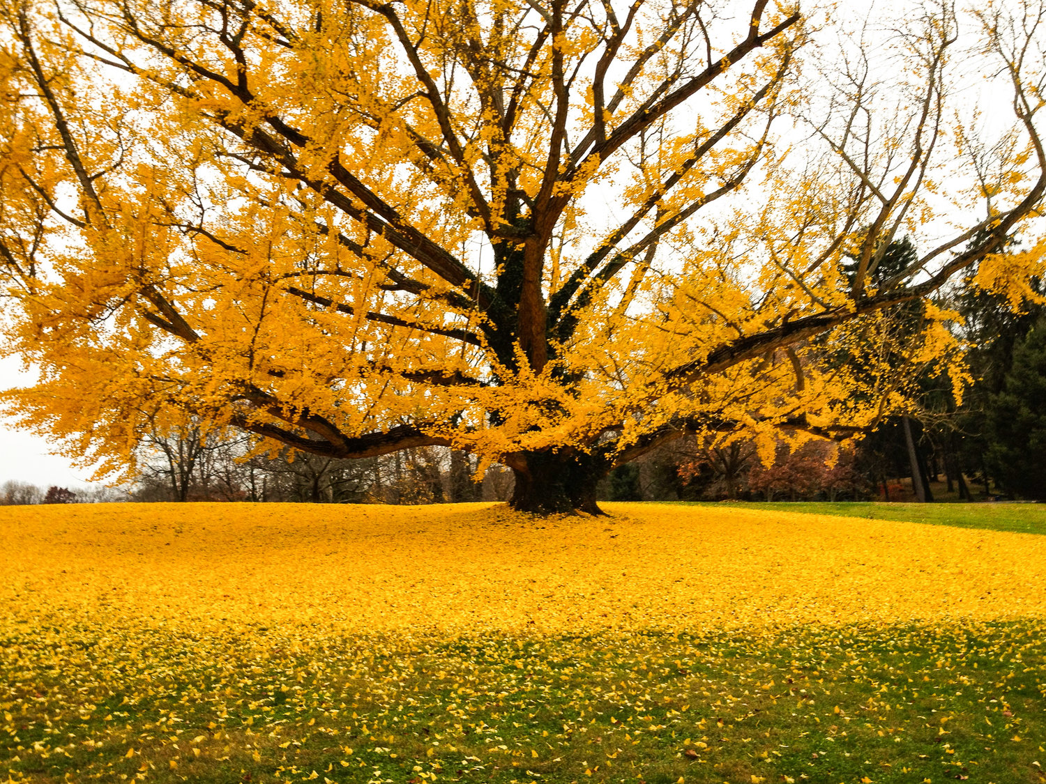 Hudson Tree Transplanting