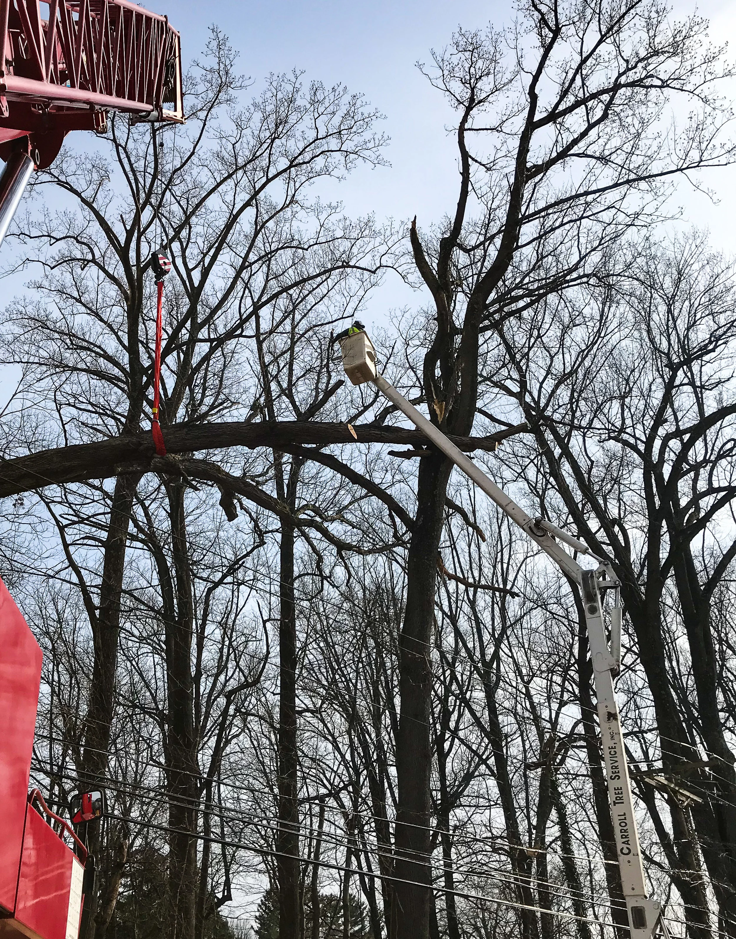 Tree Service Storm Work Emergency Work + Storm Damage — Carroll Tree Service, Inc.