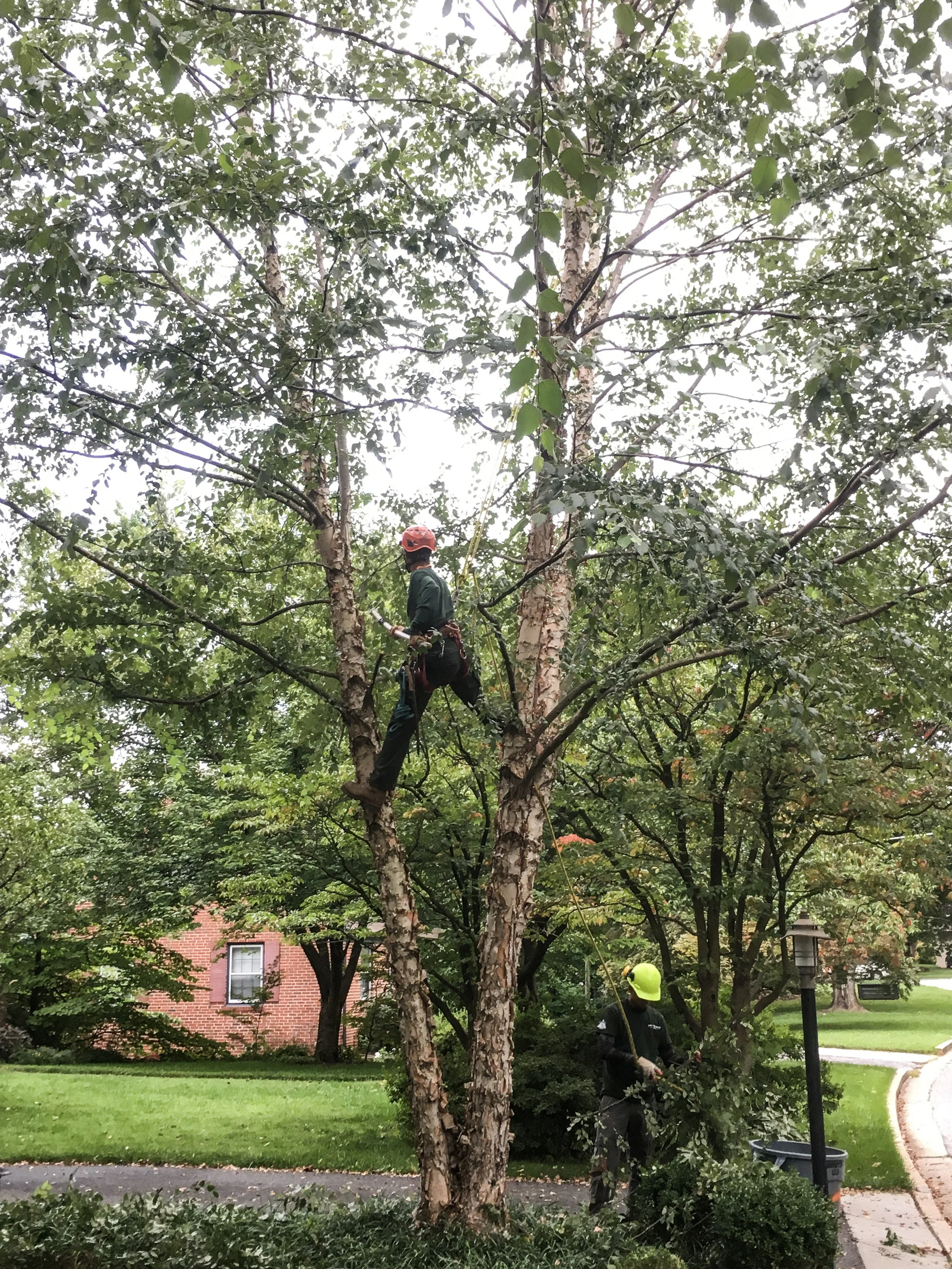 Carroll Tree Service, Inc.