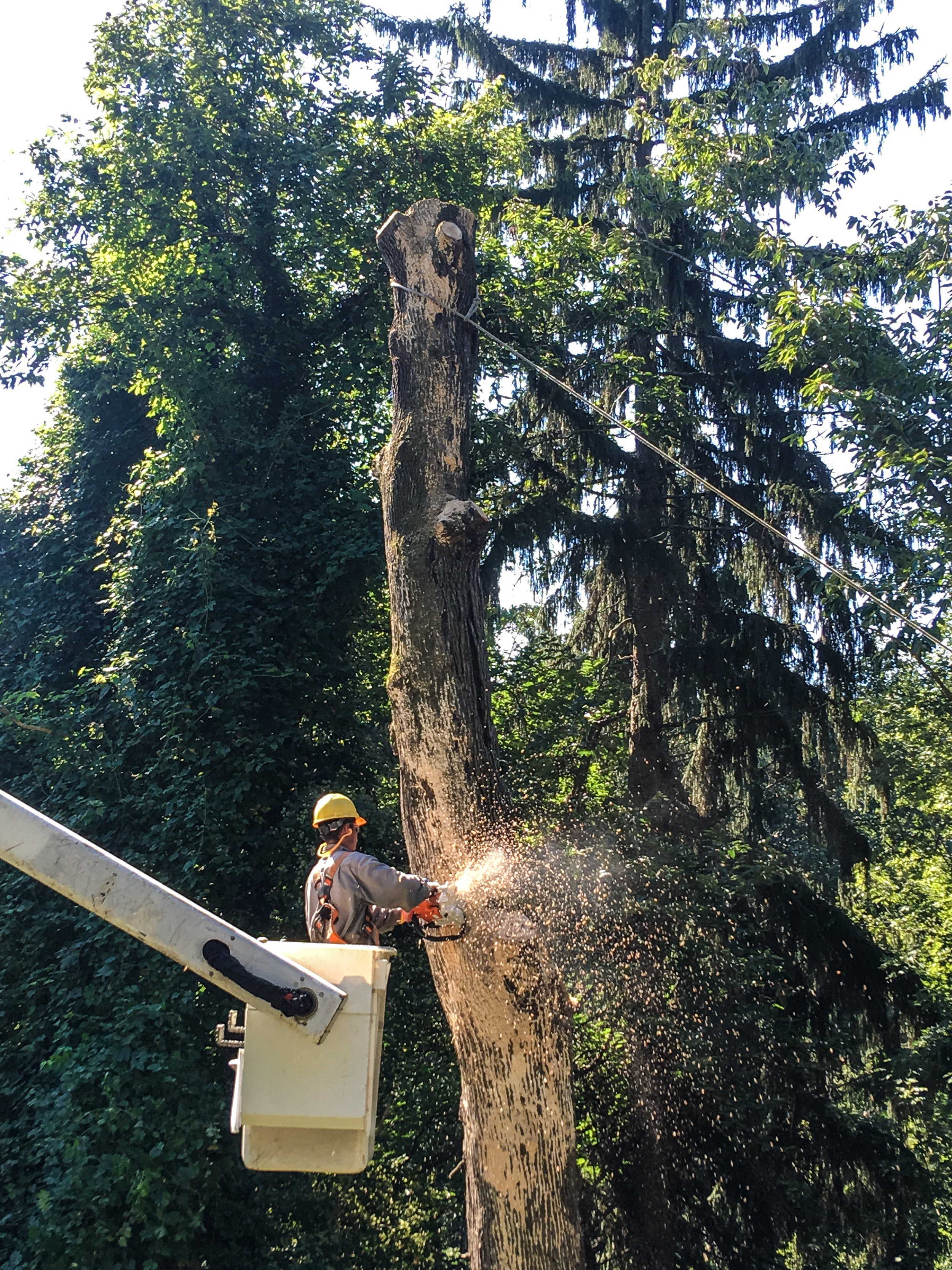 Commercial — Carroll Tree Service, Inc.