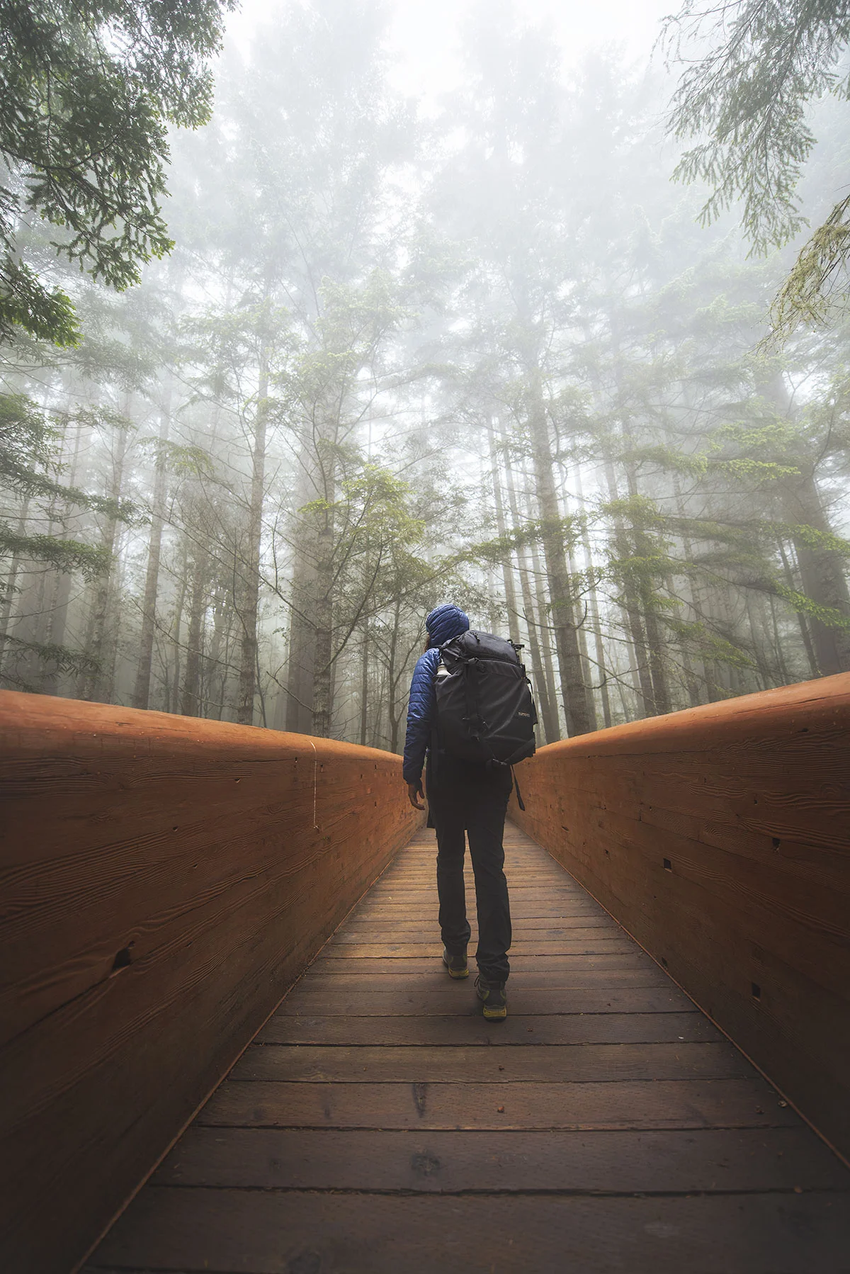 austin-trigg-redwood-national-state-park-LadyBird-Johnson-Grove-Bridge-fog-tall-trees.jpg