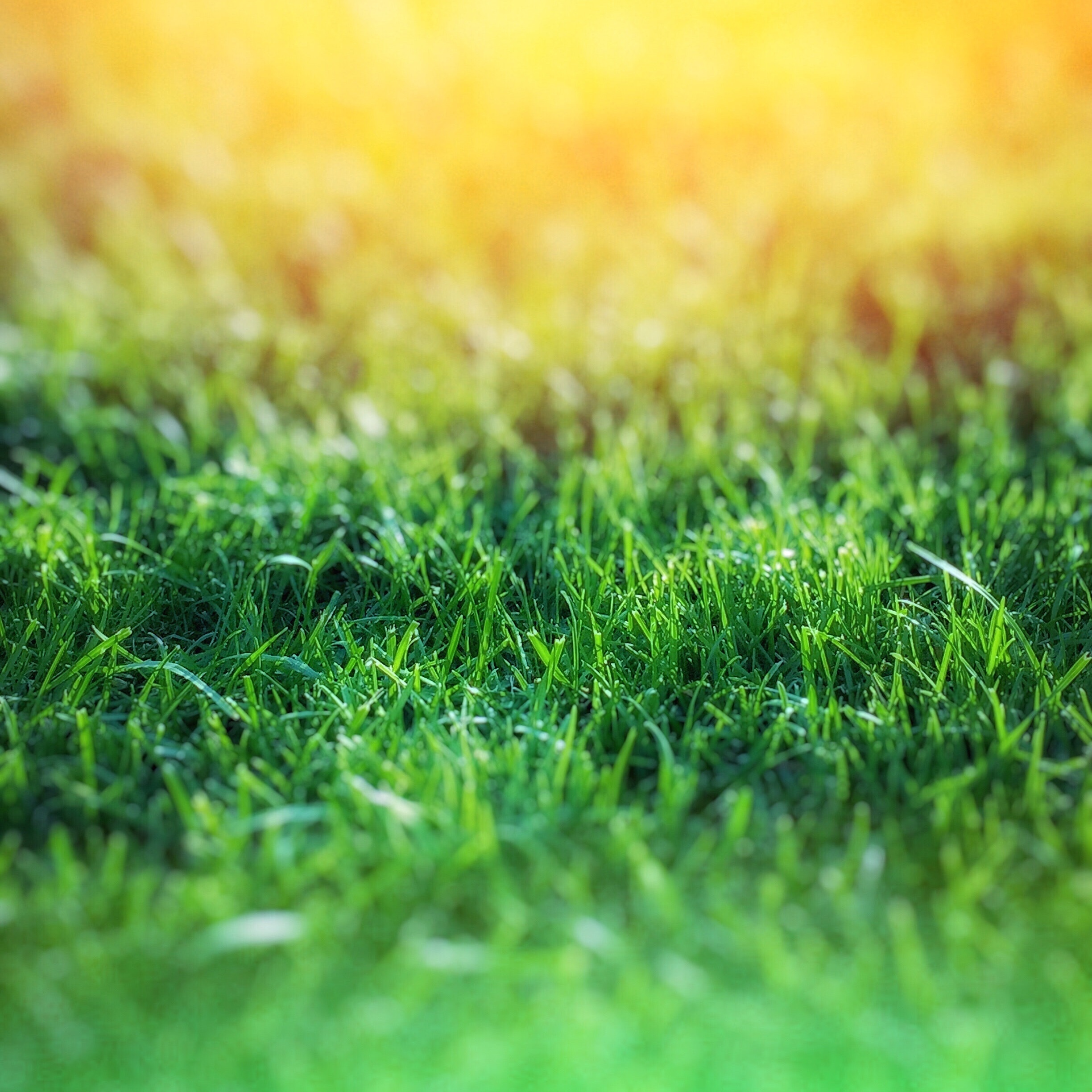 grass-green-nature-64296.jpg