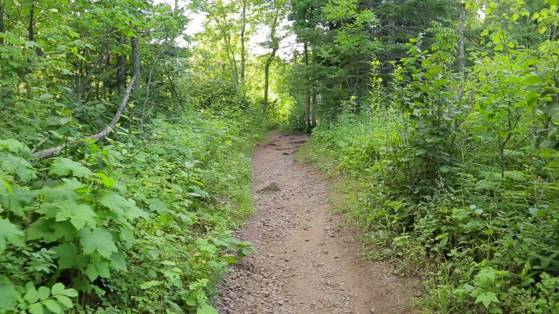 smooth-pov-shot-in-the-woods-perspective-of-walking-a-path-through-forest-with-trees-and-plants-filmed-in-northern-minnesota_bzdhd6c8l_thumbnail-full01.png