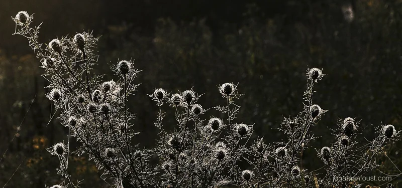 So What is This Not Self Thing, Anyway?