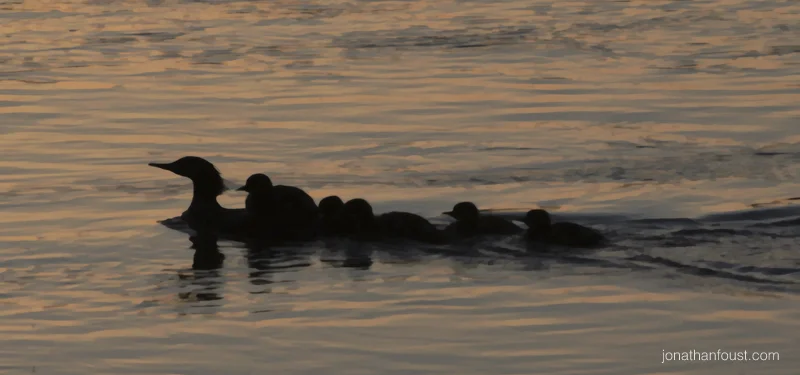 Spring on the Potomac