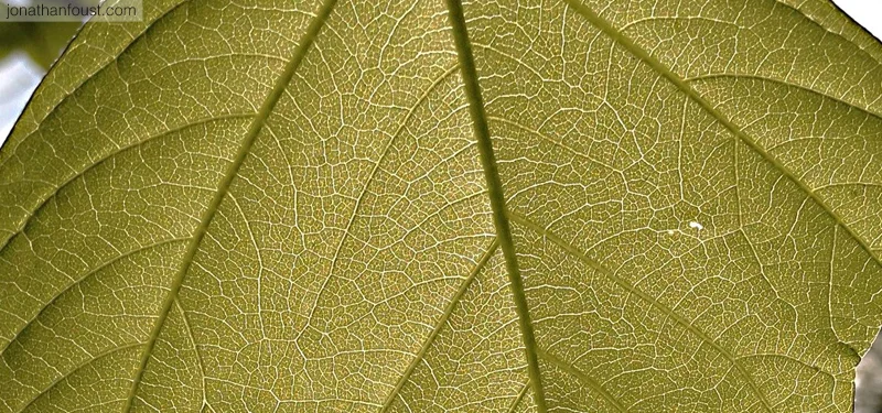 The Five Daily Recollections