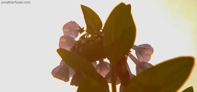 The Frank Sinatra Sutta