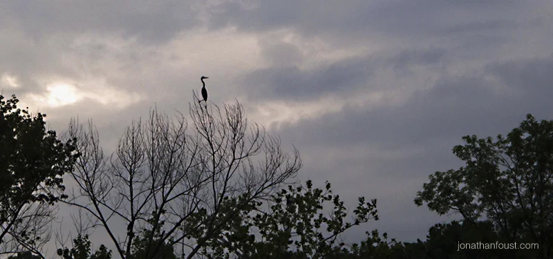 Herons in the Morning