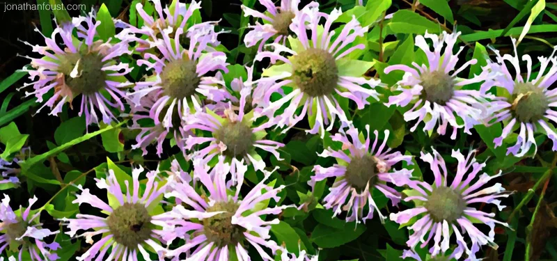 The Three Reasons I Meditate