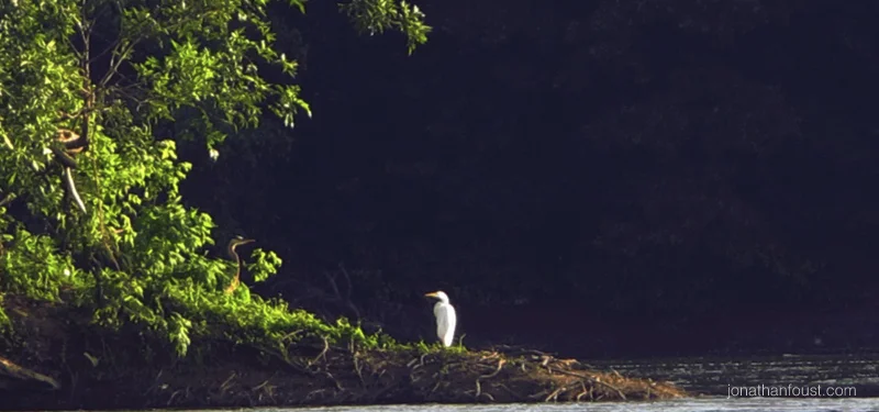 Stalking the White Egret