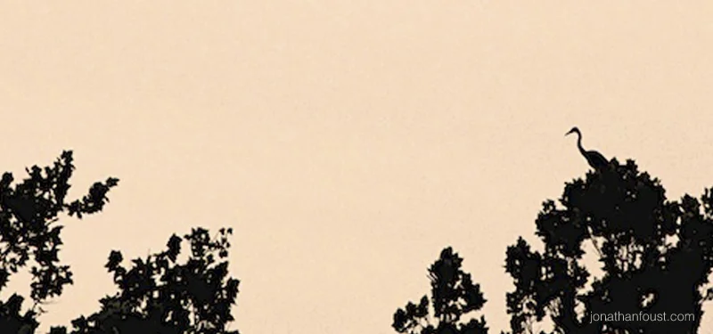 Lone Egret this Morning