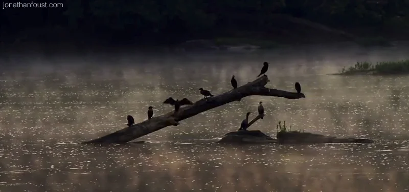 20 Second Meditation with Cormorants