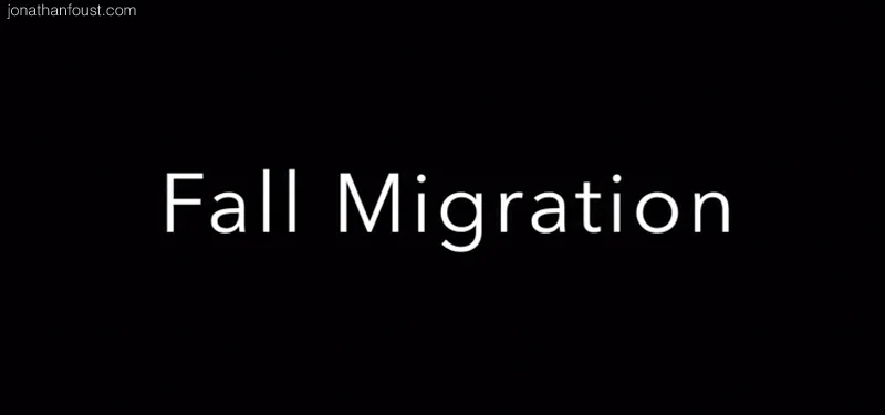 Fall Migration Meditation 