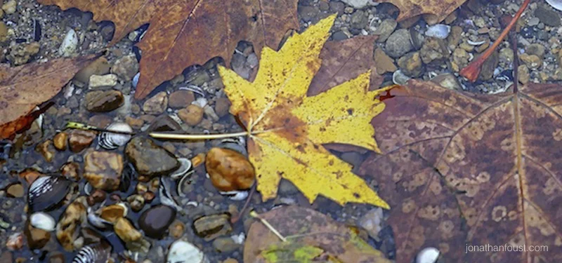 Suspended and Animated