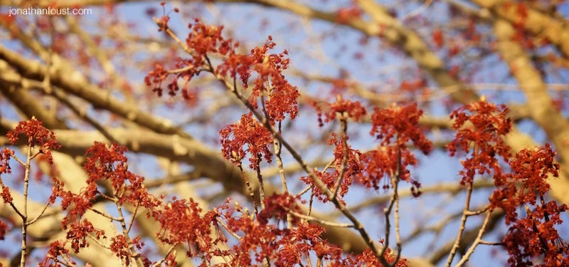 Meditation:  Space and Effortlessness   30'