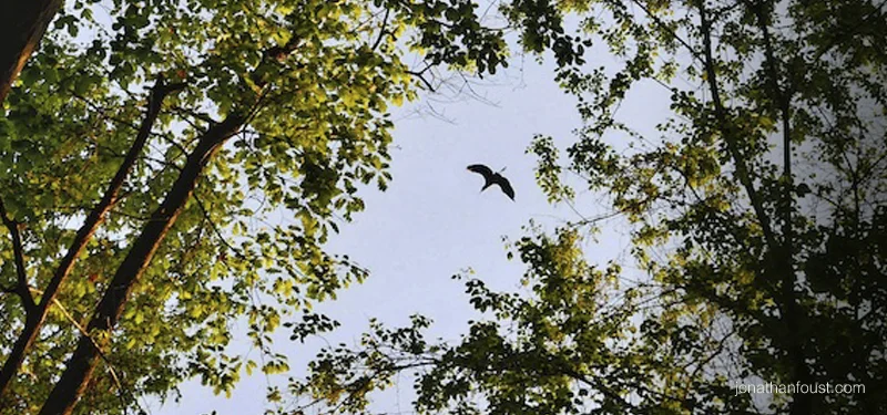 Taking a Break from the Nest