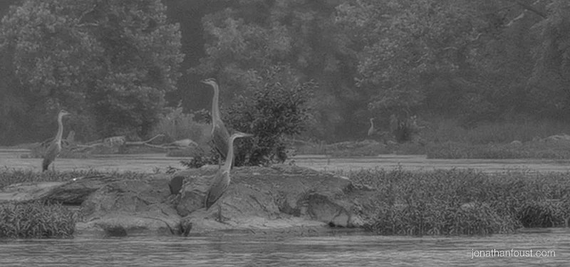 Up with the Chickens