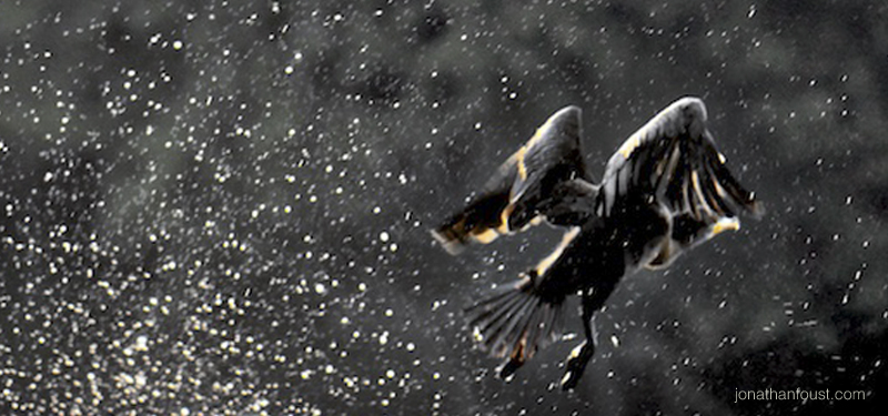 Cormorants at First Light