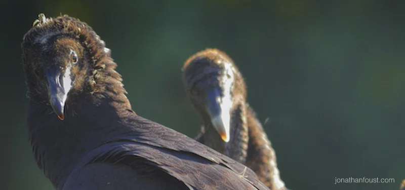 Hanging with Vultures