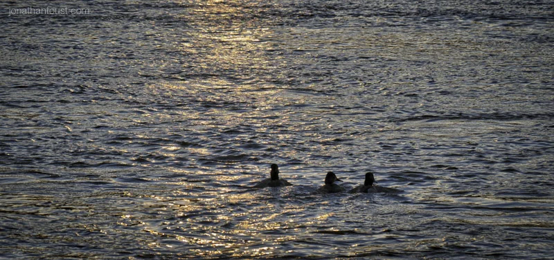 The Path: Skillfull Awareness