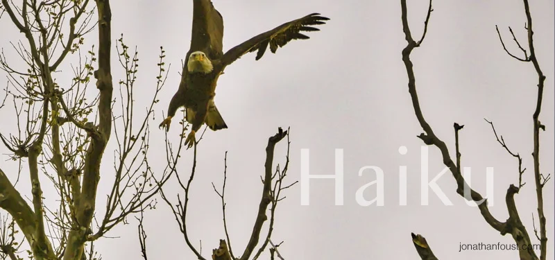 And Sometimes You Leap